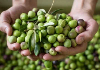 Olive Harvest Experience Jordan